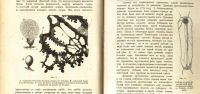 Лот: 17970076. Фото: 7. В.Палладин . Курс ботаники.* 1900...