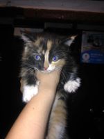 Лот: 11764186. Фото: 2. Котята. Животные и уход