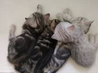 Лот: 13956443. Фото: 7. животные