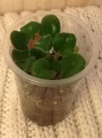 Лот: 4500391. Фото: 3. Детка фиалки ЕК-Подарок на Рождество. Растения и животные