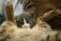 Лот: 3368926. Фото: 6. Коята, киска, котёнок