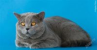 Лот: 1152170. Фото: 3. Британские голубые котятки. Растения и животные