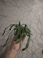 Лот: 25888974. Фото: 4. Шлюмбергера (декабрист). Красноярск