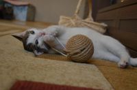 Лот: 19659927. Фото: 4. Отдам котика 3 месяца. Красноярск