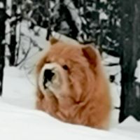 Лот: 19917413. Фото: 4. вязка собаки