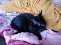 Лот: 15264613. Фото: 3. Котята. Растения и животные