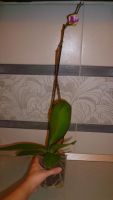 Лот: 5263113. Фото: 5. Орхидея фаленопсис F19(отцвела...
