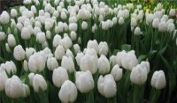 Лот: 16993368. Фото: 2. Тюльпаны оптом Darwi Snow Кемерово... Цветы, букеты