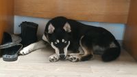 Лот: 17082313. Фото: 2. Хаски. Отдадим ТОЛЬКо в добрые... Животные и уход
