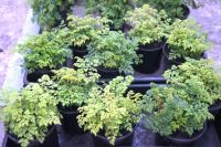 Лот: 9675452. Фото: 2. Волжанка карликовая (лат. Aruncus... Семена, рассада, садовые растения