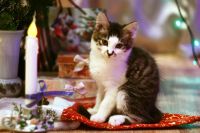 Лот: 3492792. Фото: 2. Подарим ласкового котенка. Животные и уход
