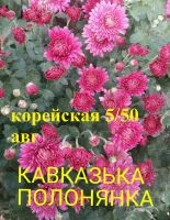 Лот: 13271744. Фото: 2. Корейские хризантемы Индус и... Семена, рассада, садовые растения