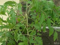 Лот: 15947001. Фото: 2. Рассада помидор. Семена, рассада, садовые растения