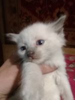 Лот: 13691008. Фото: 5. сиамские котятки
