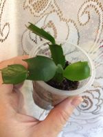 Лот: 10342092. Фото: 3. Декабрист малиновый с белой серединкой. Растения и животные