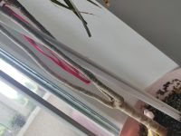 Лот: 20563378. Фото: 3. Драцена 1 метр. Растения и животные