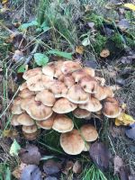 Лот: 25292825. Фото: 11. участок , СНТ Ладное СНТ Ладное...