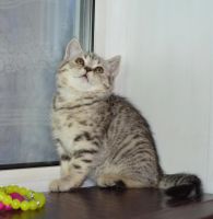 Лот: 4163567. Фото: 2. Кошечка шотландская окраса вискас. Животные и уход