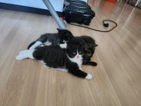 Лот: 25665310. Фото: 3. Очаровательные котята. Растения и животные