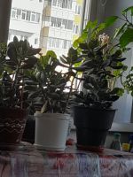 Лот: 8580395. Фото: 2. Денежное дерево .( Толстянка... Комнатные растения и уход