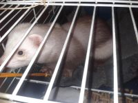 Лот: 3861384. Фото: 3. Продаю хорька с клеткой и всем... Растения и животные