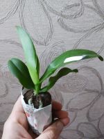 Лот: 16551805. Фото: 5. Орхидея Фаленопсис сорт Mimi/3...