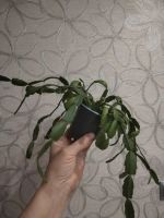 Лот: 25888974. Фото: 3. Шлюмбергера (декабрист). Растения и животные