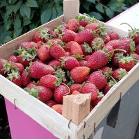 Лот: 25376362. Фото: 3. Лот berryGo: Клубника 🍓 Чёрный... Красноярск