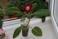 Лот: 2968576. Фото: 2. Глоксиния 37 (цветет). Комнатные растения и уход