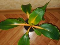 Лот: 25801553. Фото: 2. Хлорофитум Грин Оранж , здоровый... Комнатные растения и уход