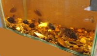 Лот: 3400426. Фото: 5. Авариум на 70 литров с цихлазомами...