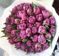 Лот: 15585070. Фото: 2. Тюльпаны Пиони-бордо / из Голландии... Цветы, букеты