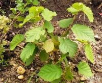 Лот: 17462552. Фото: 2. Орех Фундук (Лещина). Семена, рассада, садовые растения