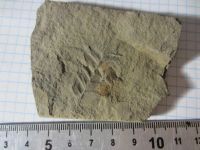 Лот: 17859958. Фото: 6. Окаменелость Палеозой Карбон 4