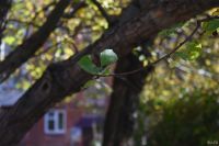 Лот: 15076057. Фото: 5. Nikon 18-55mm f/3.5-5.6G af-s...