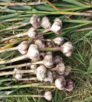 Лот: 18007249. Фото: 3. чеснок озимый. Красноярск