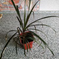 Лот: 20818513. Фото: 2. Драцена. Комнатные растения и уход