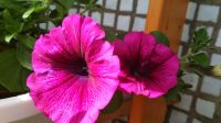Лот: 11382659. Фото: 8. Petunia pendula Merlot. Вегетативная...