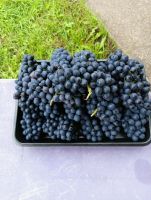 Лот: 25254283. Фото: 3. Cаженцы Виноград двуxлeтнии БЧЗ... Для дачи, дома, огорода, бани, парка