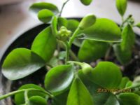 Лот: 5540480. Фото: 2. мурайя №2 сеянец. Комнатные растения и уход