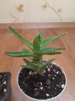 Лот: 23337689. Фото: 5. Сортовое алоэ