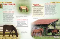 Лот: 11270306. Фото: 2. 🕮Лошади и пони Детская энциклопедия... Детям и родителям