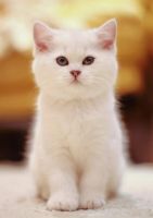 Лот: 3386760. Фото: 4. Британский котёнок! (шиншилла). Красноярск