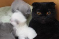 Лот: 3153295. Фото: 4. Котенок шотландский вислоухий... Красноярск