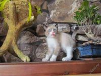 Лот: 1958881. Фото: 2. Котик с голубыми глазами :). Животные и уход