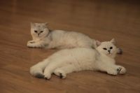 Лот: 10715130. Фото: 6. Продам британского котенка - девочка...