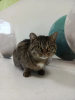 Лот: 22159637. Фото: 3. котофей Космос в добрые руки. Растения и животные