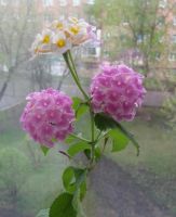 Лот: 4024735. Фото: 2. Лантана розовая. Комнатные растения и уход