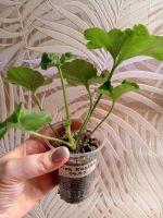 Лот: 21769232. Фото: 2. Пеларгония сортовая. Комнатные растения и уход