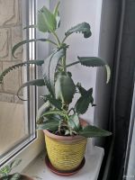 Лот: 14615742. Фото: 3. Каланхоэ лечебный взрозлое ростение... Растения и животные